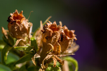 Allphotokz Flowers 20140818 1071 5DM3 S