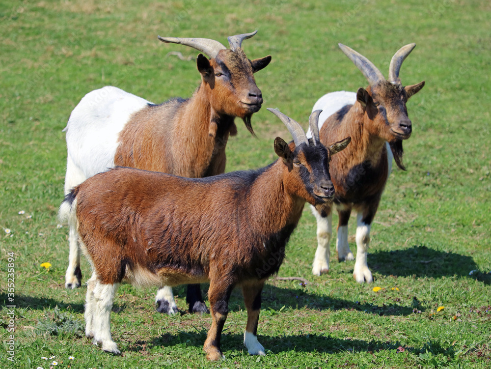 Wall mural three brown white goats on meadow look to the side