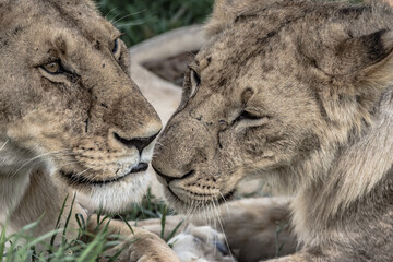 Lions Head at close up
