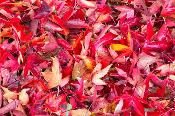 Heap of red and yellow fallen leaves, wet from rain, in autumn.
