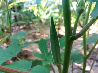 Obraz premium Green plant