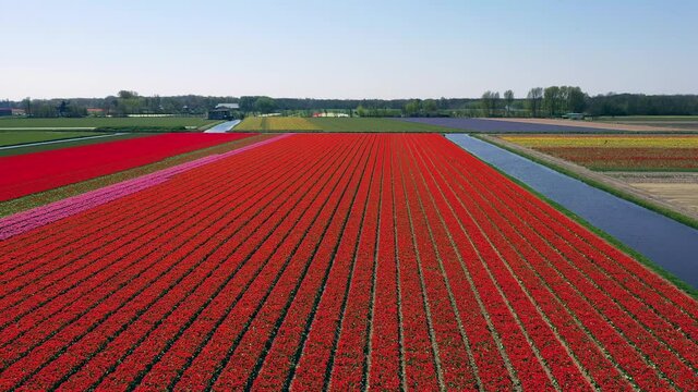 Aerial view of tulip bulb-fields in springtime, Holland, the Netherlands