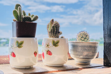 Cactus on wood table with bright sky and clouds  as a backdrop