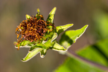 Allphotokz Flowers 20140819 1629 5DM3 S