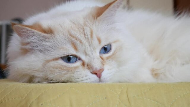 A beautiful white cat laying wary