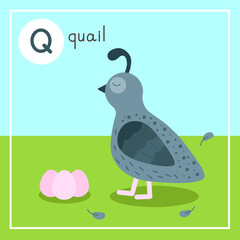 Cute animal alphabet for ABC book. Vector illustration of cartoon animals. Quail in a clearing with quail eggs. Feathers. Vector illustration