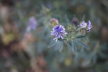 Alfalfa