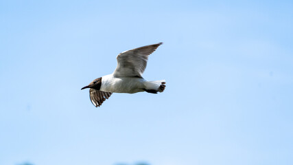 Black-headed gull in flight