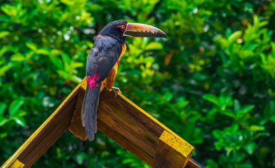 Colorful Toucan Showing its Long Beak