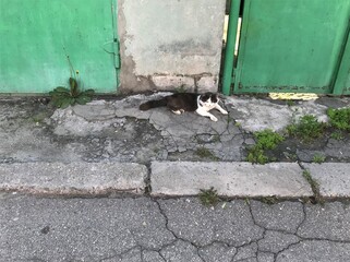A black with white cat lies on the road near the green doors of metal, an old asphalt road and a kerb in the foreground.