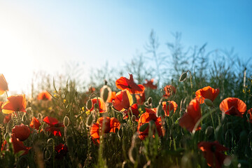 Red poppy blooming on field
