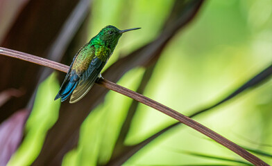 Colorful Hummingbird Standing on a Branch