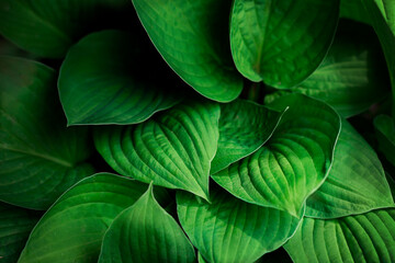 Fresh green leaves background. Nature concept. Multipurpose picture for your project. Trendy moody toning.