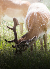 Holy Deer