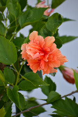 Peach hibiscus flower on a bush. Salmon colored double hybrid hibiscus blossom. Blooming hibiscus...