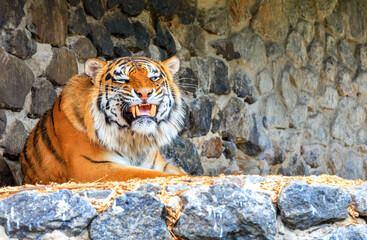 Portrait of a wild tiger with a growling grin lying against a stone wall.