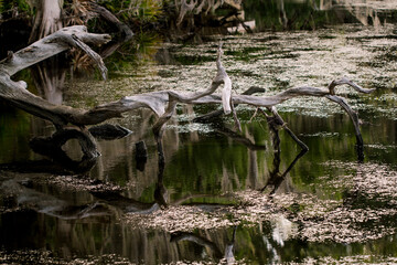 A River Runs through it