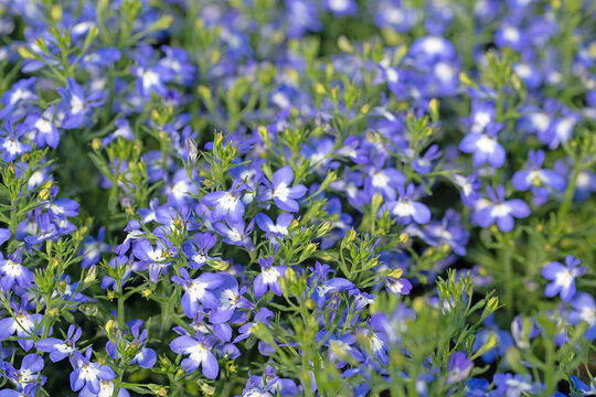 Blühende Lobelie in blau und weiß