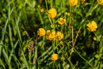 Detail of helianthemum grandiflorum on green meadow.