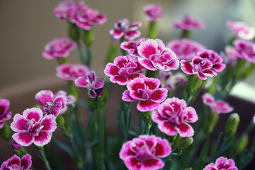 Violette Blumen im Topf im Garten