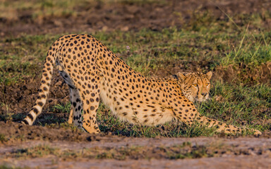 A Cheetah Stretches in Masai Mara