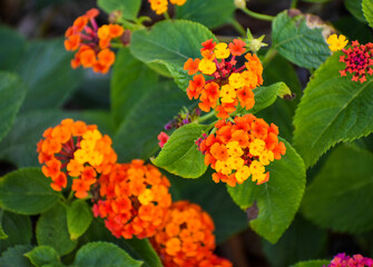 Bright orange and yellow lantana flower clusters with green leaves and soft focus background. Colorful and bright flowers in a garden or landscaped yard.
