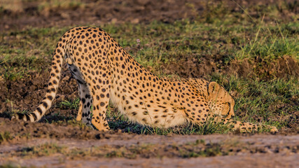 Fototapeta na wymiar A Cheetah Stretches in Masai Mara