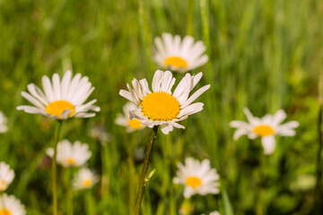 Leucanthemum vulgare meadows wild oxeye daisy flowers with white petals and yellow center in bloom, flowering beautiful plants on late springtime amazing green field