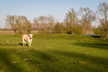 Cow walking in the meadow