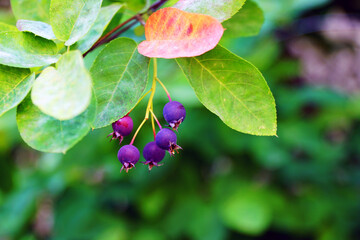 Blätter und Beeren am Baum