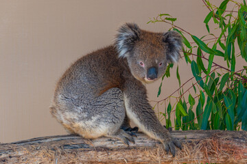 Koala on a tree trunk at Cleland wildlife park near Adelaide, Australia