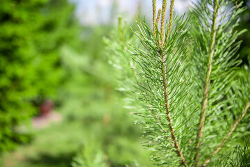 Fir branches. Evergreen. Summer time in the afternoon greenery in the garden. Close-up with space for text.