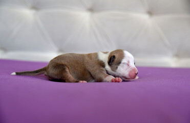 American Staffordshire Terrier puppy