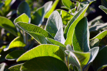 Salbeiblatt in der Sonne im Garten