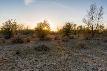 landscape in which trees in a beautiful sunset