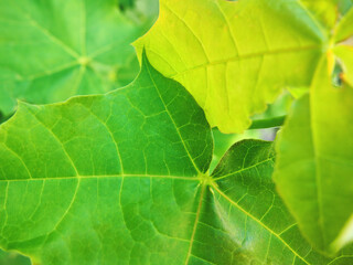 Bright green leaves of maple tree close-up with selective focus.  Seasonal nature background with 
fresh leaves in sunlight for wallpaper or calendar  