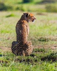 A male Cheetah in masai mara