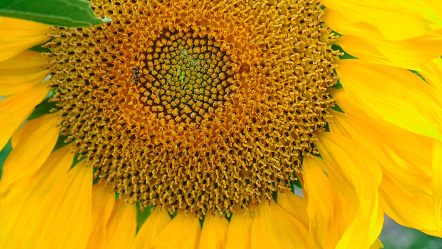 Close-up of a blooming sunflower with a little honey bee. Yellow flower macro photography wallpaper