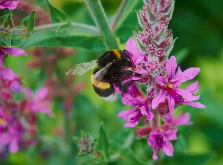Cute bumblebee on a pink flower,macro photography. Lythrum salicaria or Purple Loosestrife on a green blured background