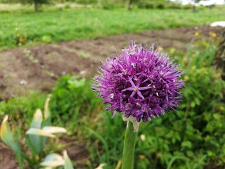 Obraz premium purple flower of green onion garlic grows summer cottage garden bloomed