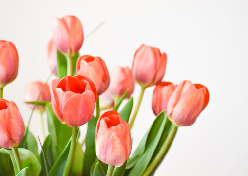 Bouquet of red tulips arranged and isolated on white. Soft focus background image of tulip flowers in a salmon pink color.