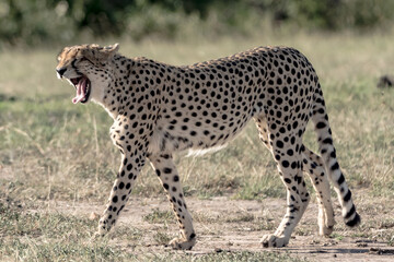 A male Cheetah in masai mara