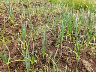 green onions cottage garden grow ridge garden