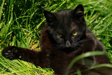 Portrait of wild black cat