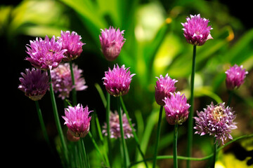 Purple flowers on nature background