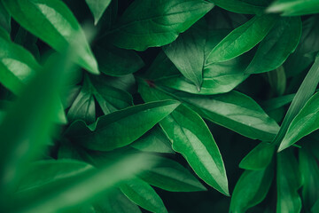 Green leaves as a background image. Top view. Copy, empty space for text