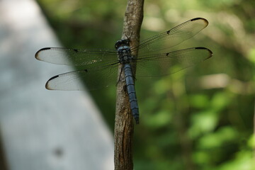 Blue Dragonfly, Infraorder Anisoptera, sitting on a branch with delicate wings spread out in Everglades National Park, Florida.