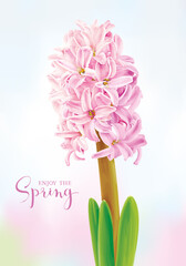 Pink vector Hyacinth - 355239698