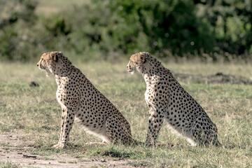 Two Cheetas in the Masai Mara keeping a watchfull eye