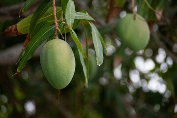 Green mangoes hanging from a tree. Serene ripening fruit. Mango tree with fruit and leaves. Edible fruit plant